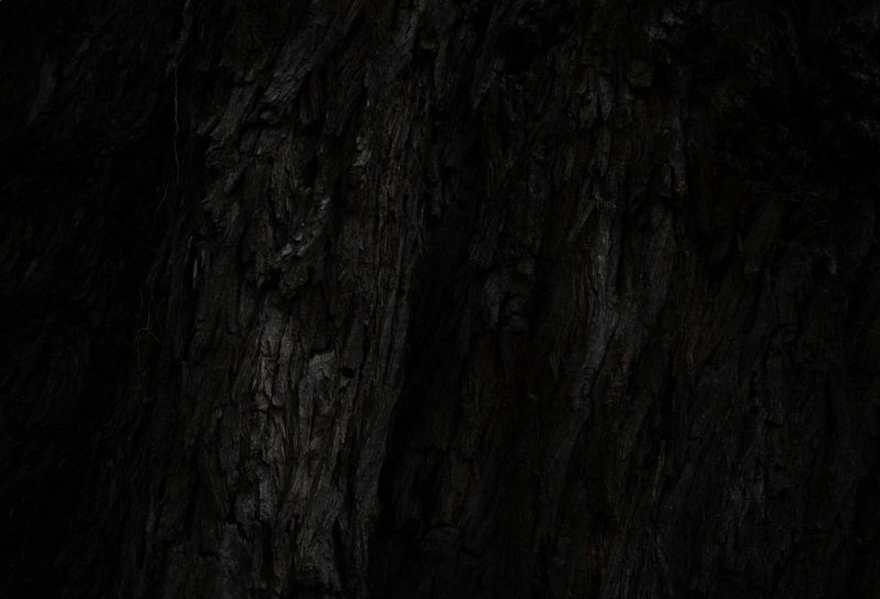 Черное дерево