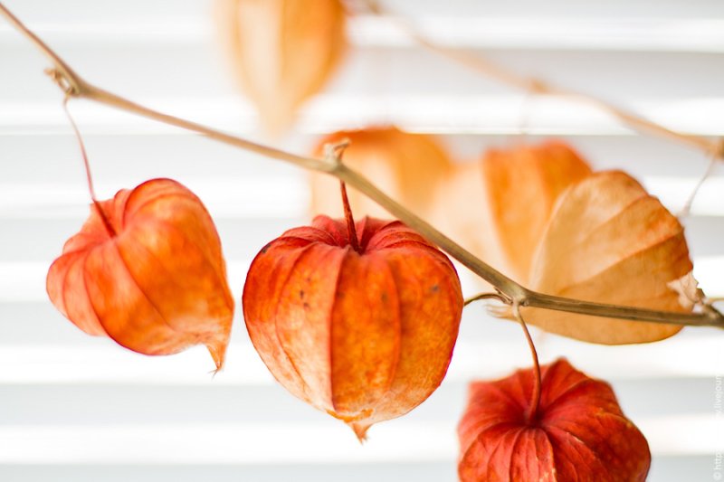 Физалис растение