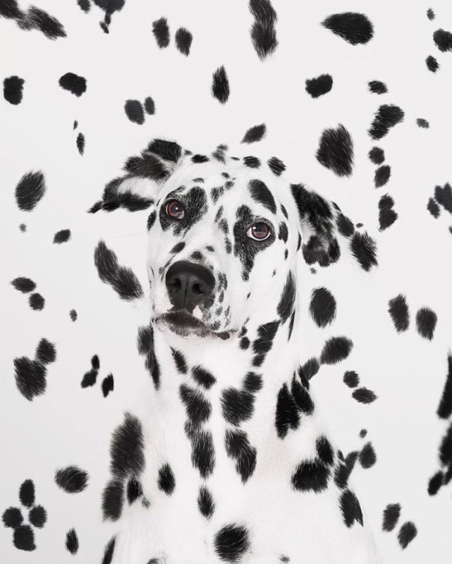 101 Далматинец пятна
