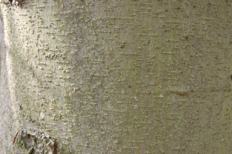 Осина дерево кора