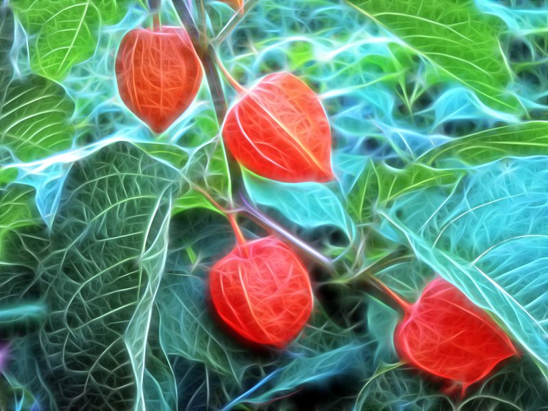 Ветка физалиса