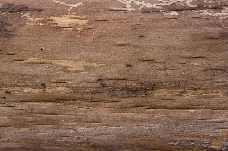 Текстура коры дерева