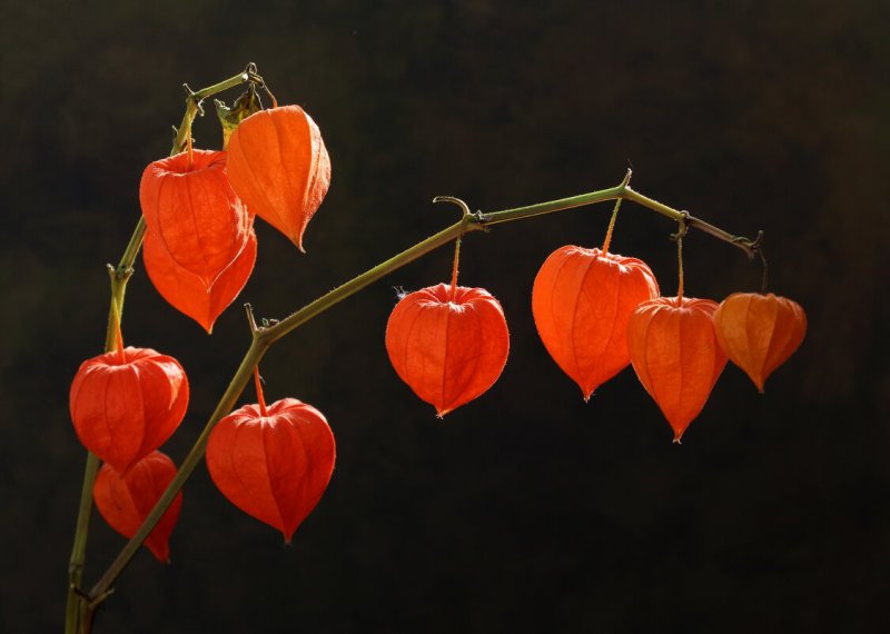 Физалис растение