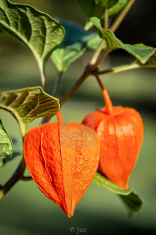 Физалис виноградный