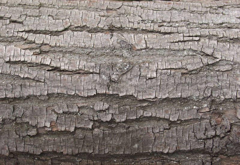 Альфа коры дерева