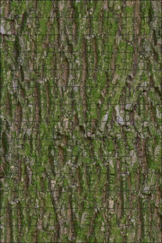 Фактура коры дерева