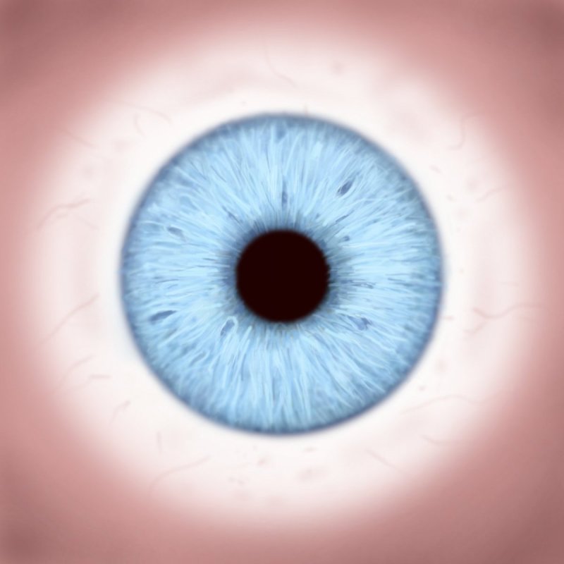 Радужка глаза