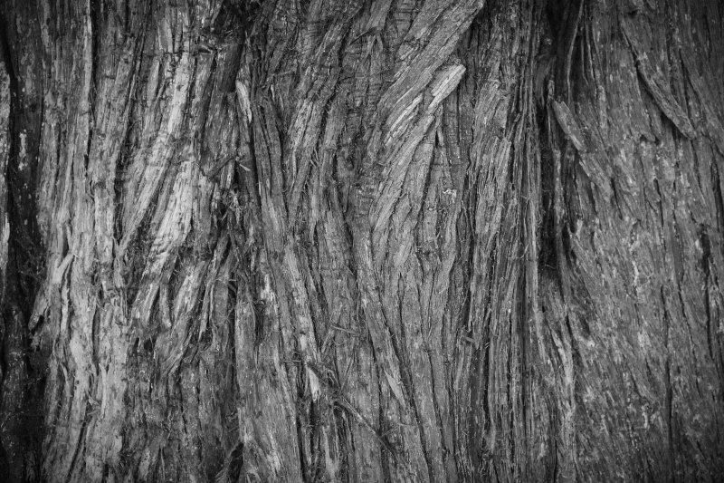 Bark Alpha дерево