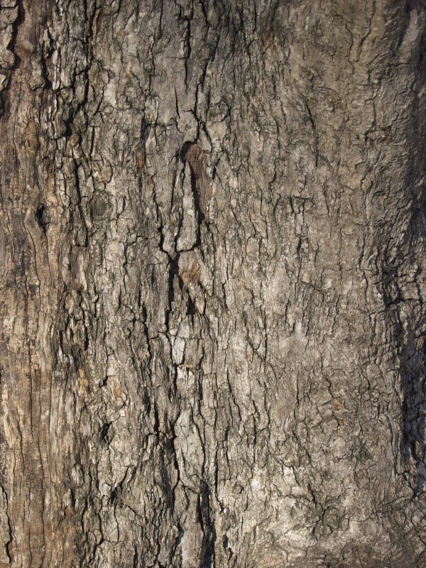 Кора текстура 3d Max