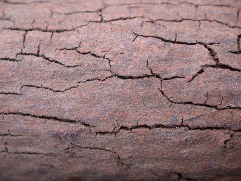 Текстура коры дерева