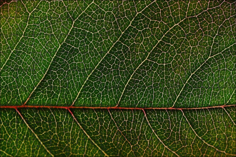 Текстура листа