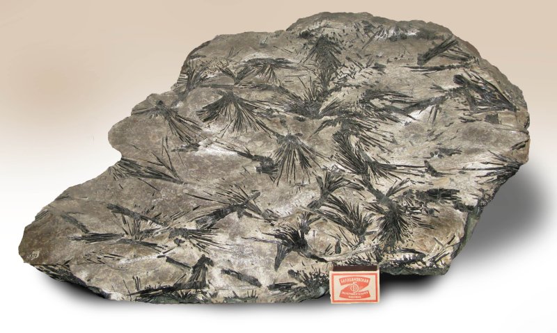 Филлит сланец это