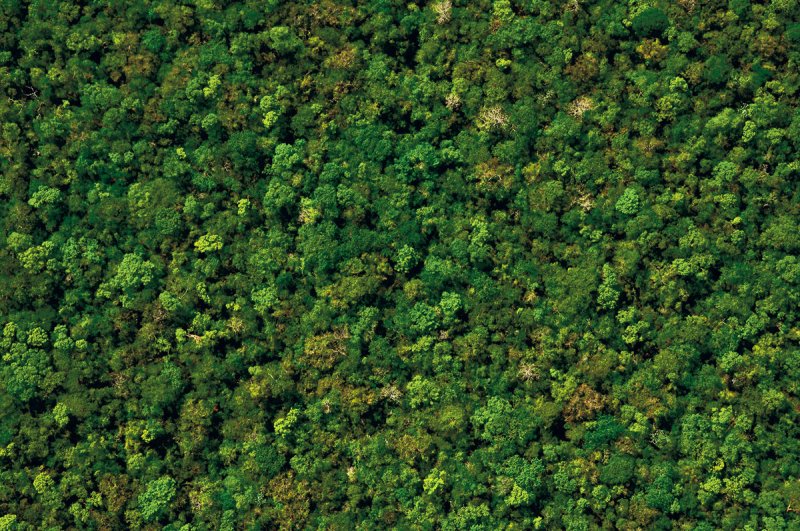 Лес сверху