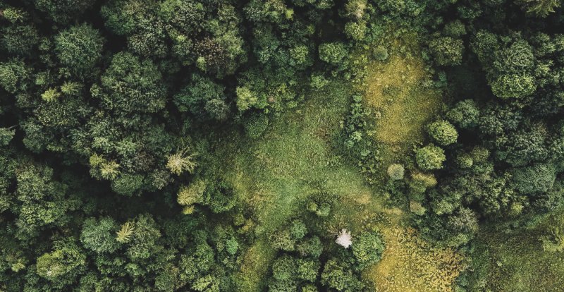 Деревья сверху