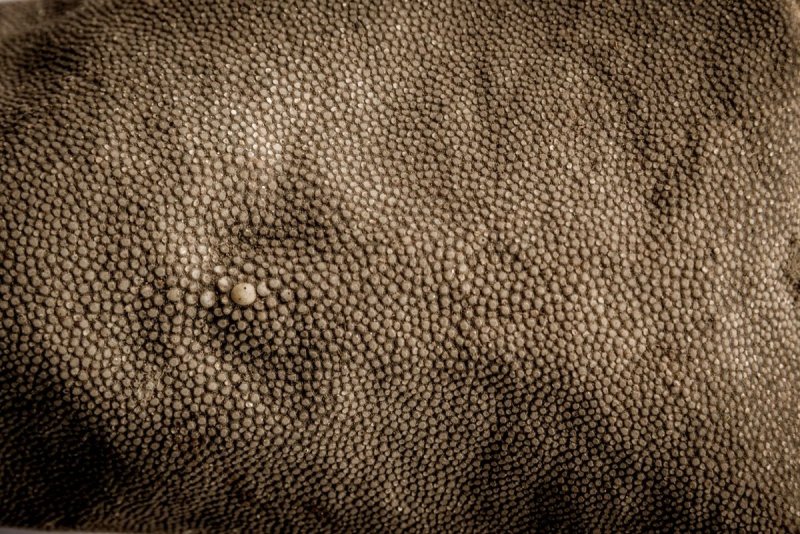 Акулья кожа