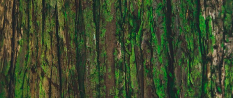 Мох на дереве