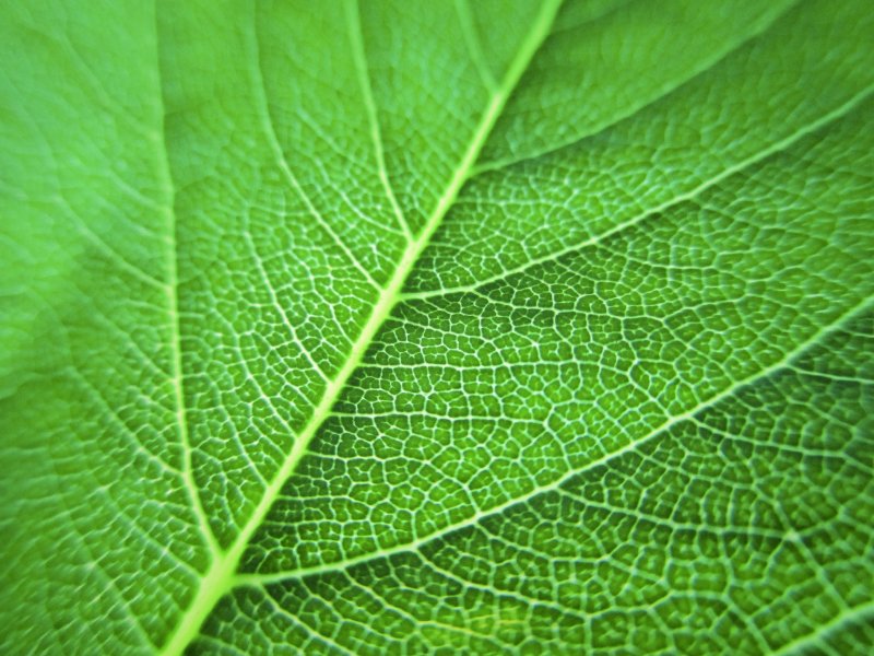 Листья макро