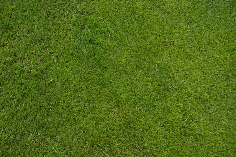 Текстура травы бесшовная