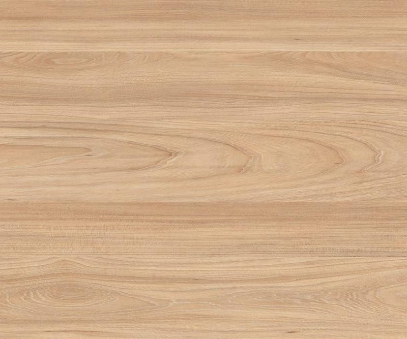 Вяз швейцарский u1114