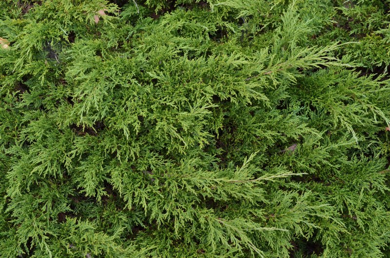 Можжевельник казацкий Juniperus Sabina