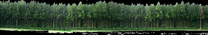 Много деревьев