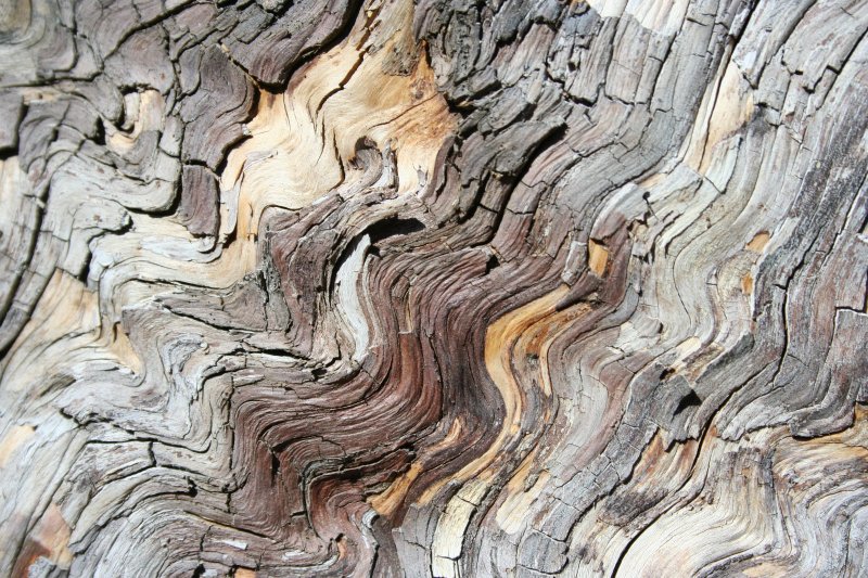 Олива европейская слэб