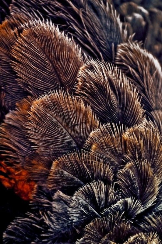 Фактура перьев