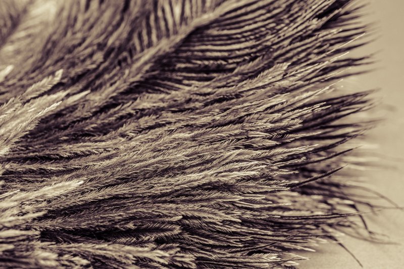 Фактура перьев