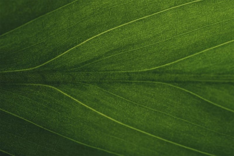 Зелень листья