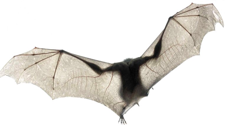 Кожистые Крылья