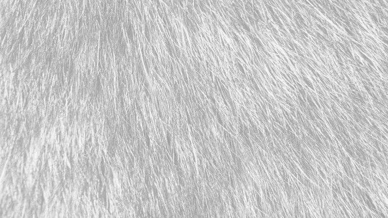 Текстура шерсти