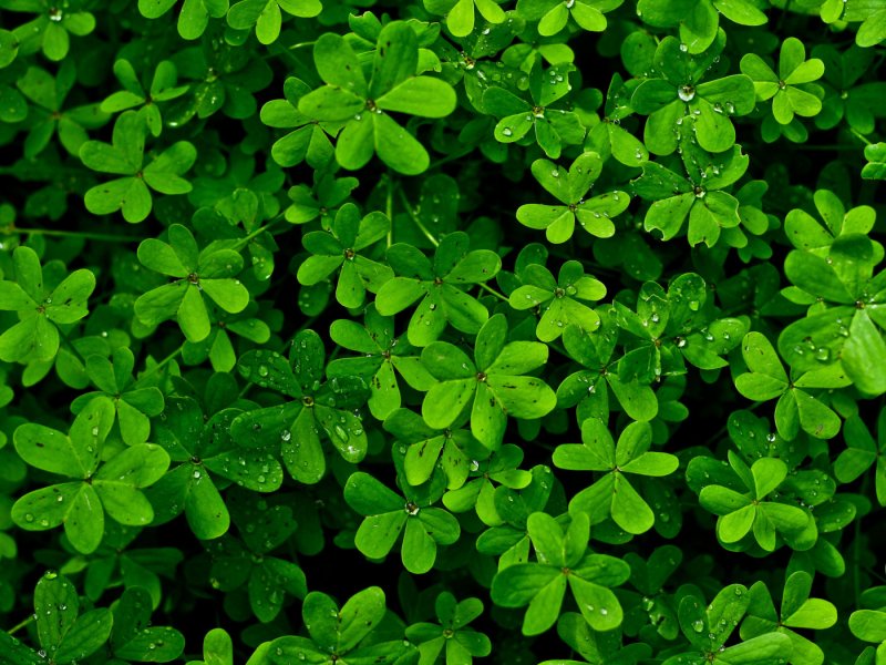 Травка Клевер четырехлистный