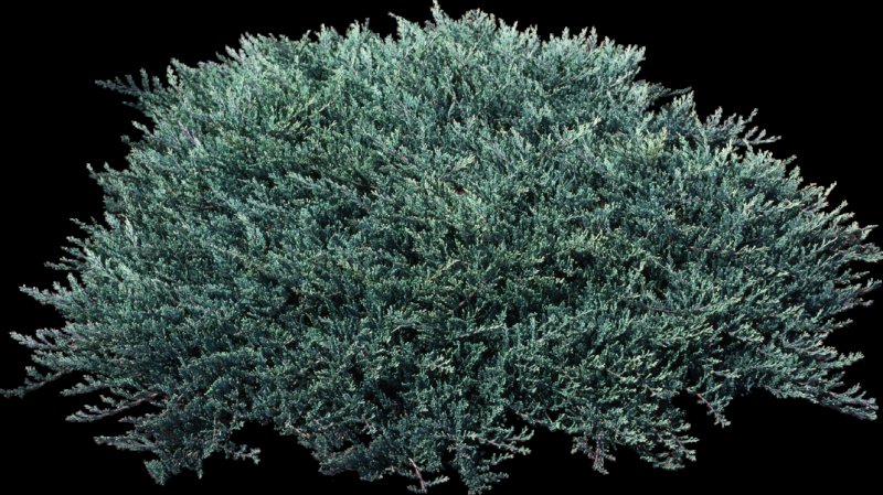 Можжевельник казацкий Блю карпет