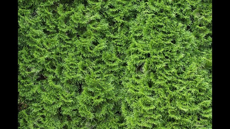 Туя паттерн