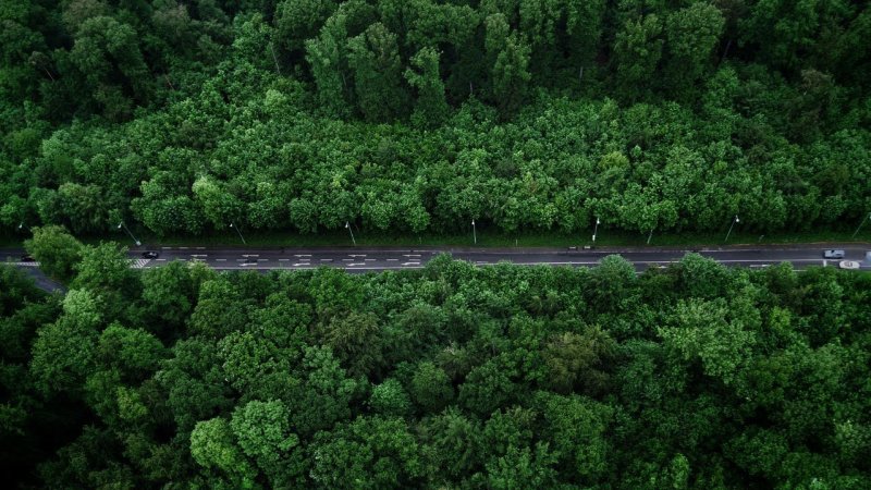 Шервудский лес сверху