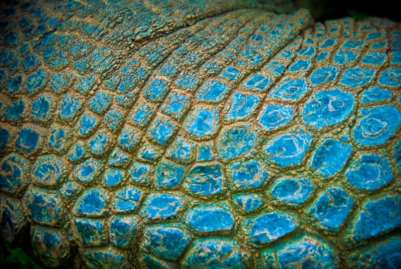 Кожа черепахи