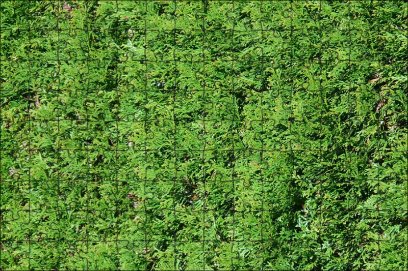 Можжевельник текстура