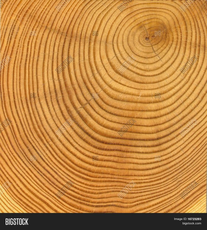 Текстура сруба дерева