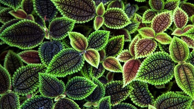 Текстура листа растения