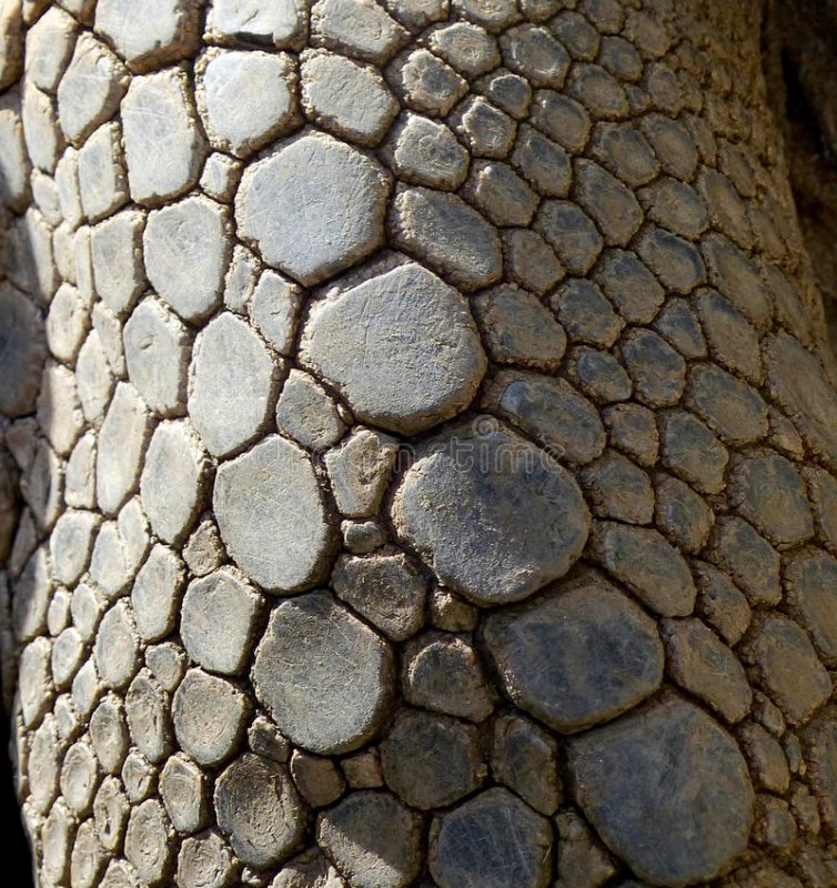 Кожа черепахи текстура