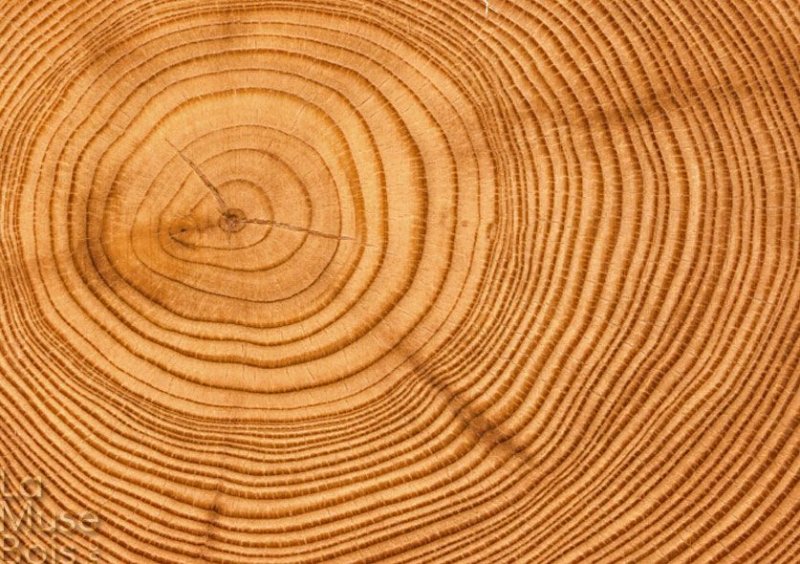 Срез дерева