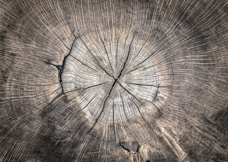 Срез дерева