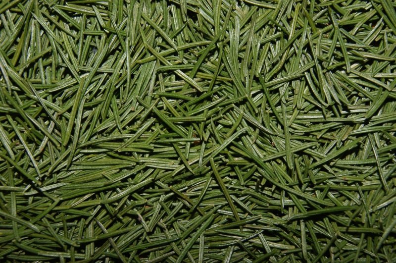 Хвоя текстура