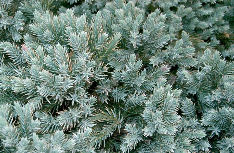 Можжевельник Блу карпет
