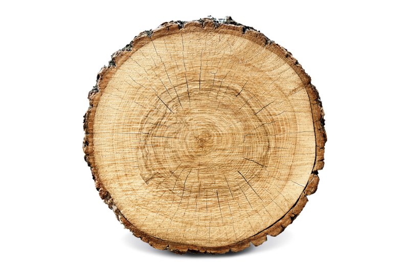Круглый срез дерева
