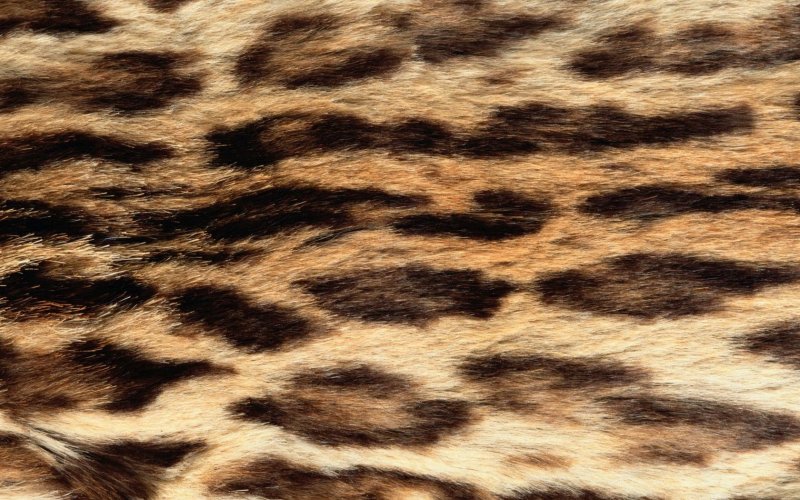 Шерсть животных