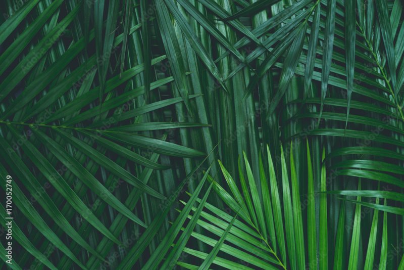 Тропические листья