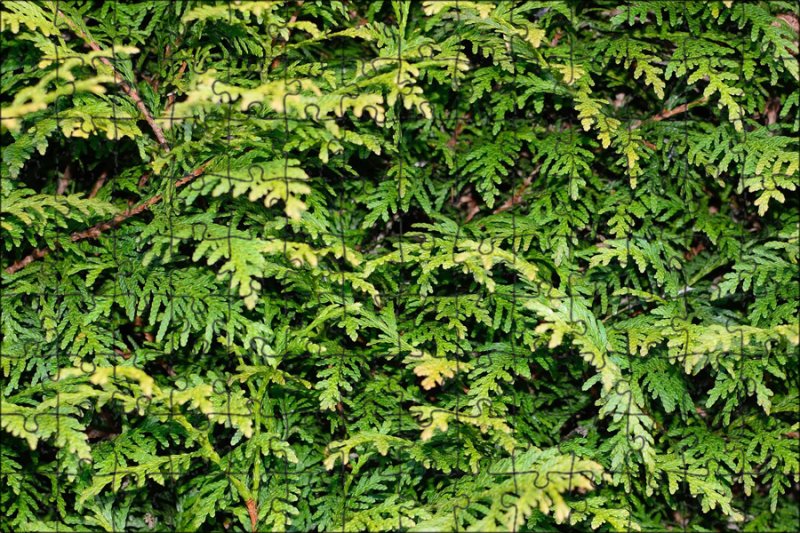 Thuja Leaf