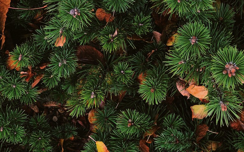 Хвоя текстура