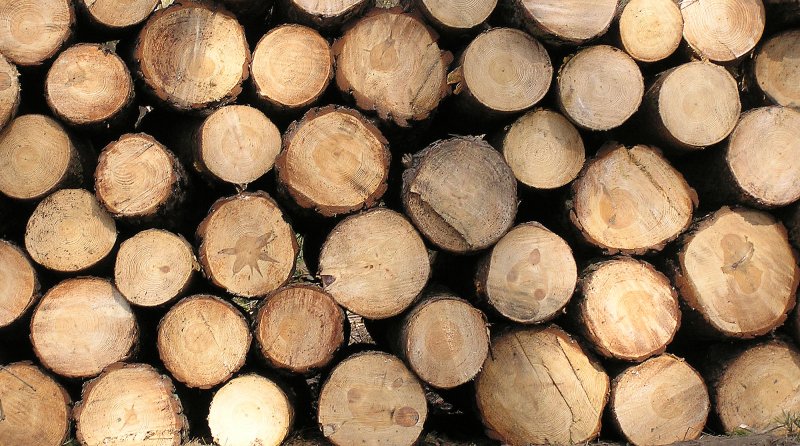 Торец бревна